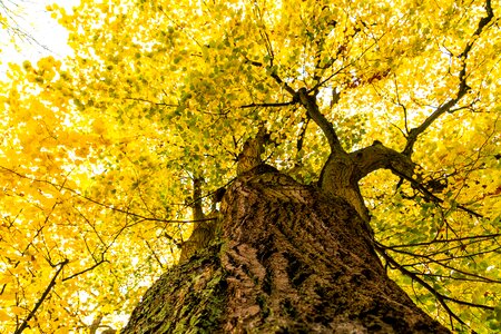 Autumn yellow fall color photo