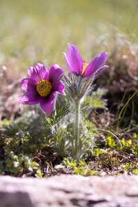 Flower purple flower blossom photo