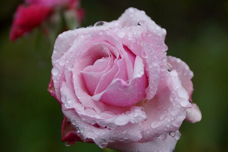 Rose bud petals photo