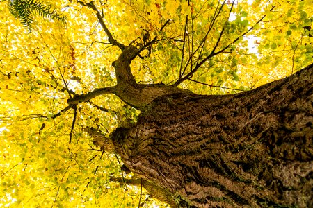 Autumn yellow fall color