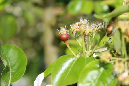 Garden fruit trees pear