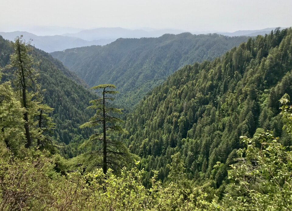 Panoramic travel tree