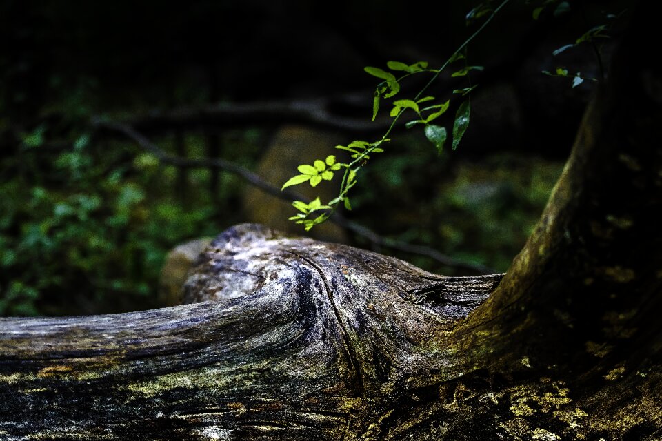 Branch tree branch dark forest