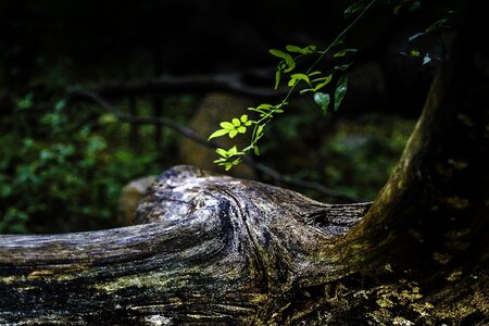 Branch tree branch dark forest