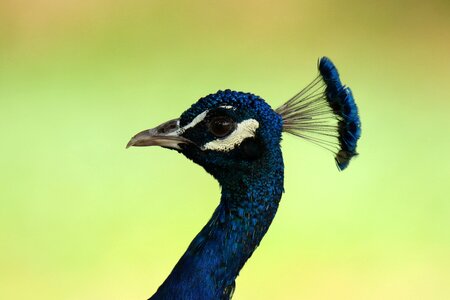 Colorful blue pride