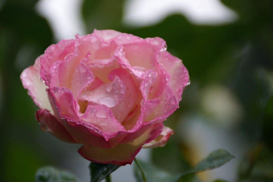 Petals soft raindrops