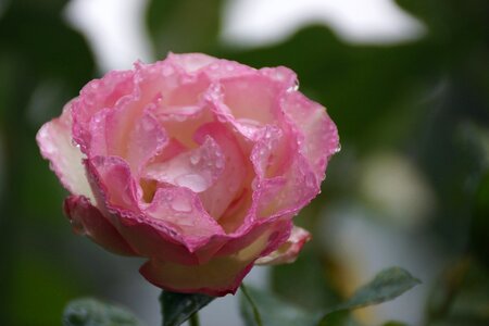 Petals soft raindrops