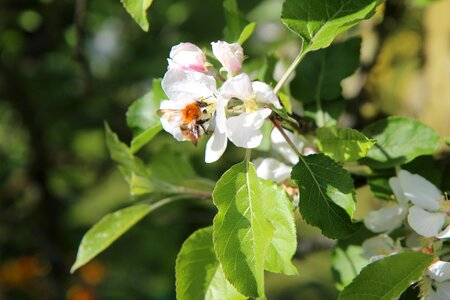 Bee insect apple tree flowers