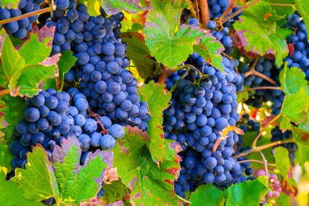 Vines winegrowing ripe photo