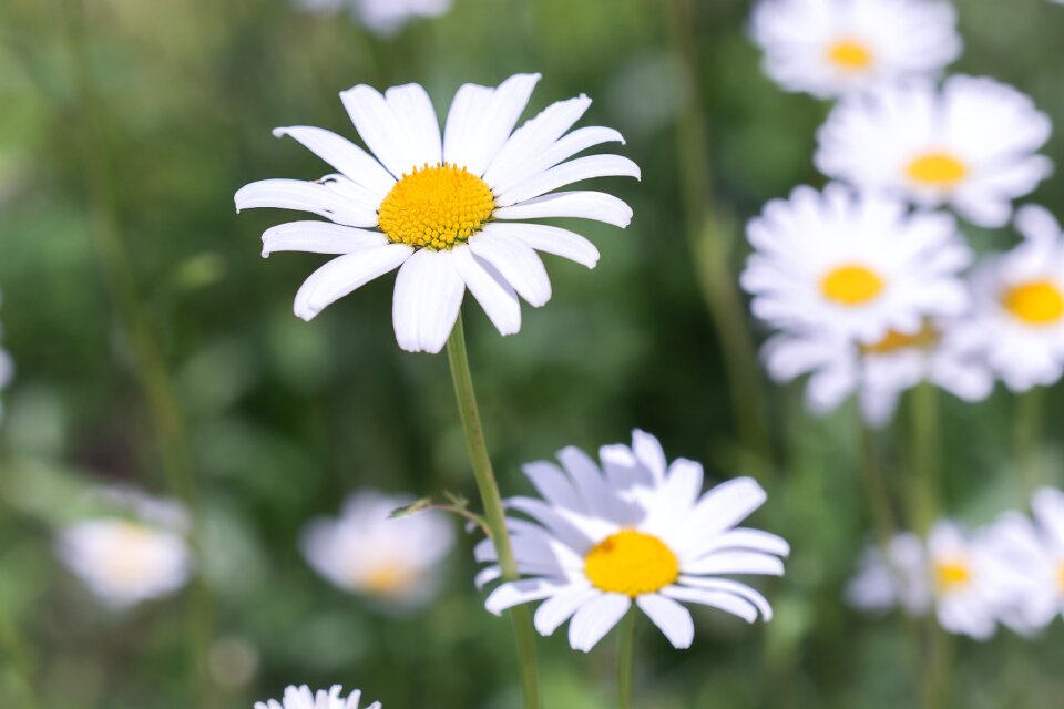 White white flowers nature