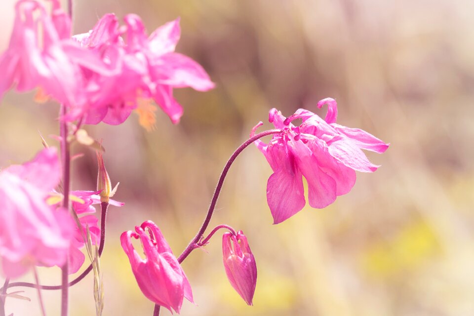 Flower flowers pink flowers