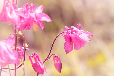 Flower flowers pink flowers