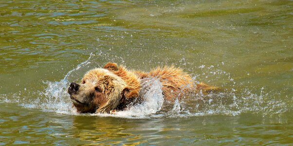Wild animal furry dangerous
