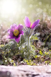 Purple purple anemone purple flower photo