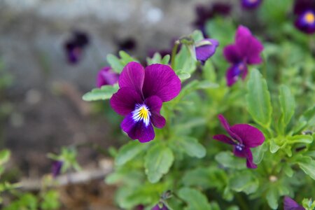 Violet purple flower wild flower photo