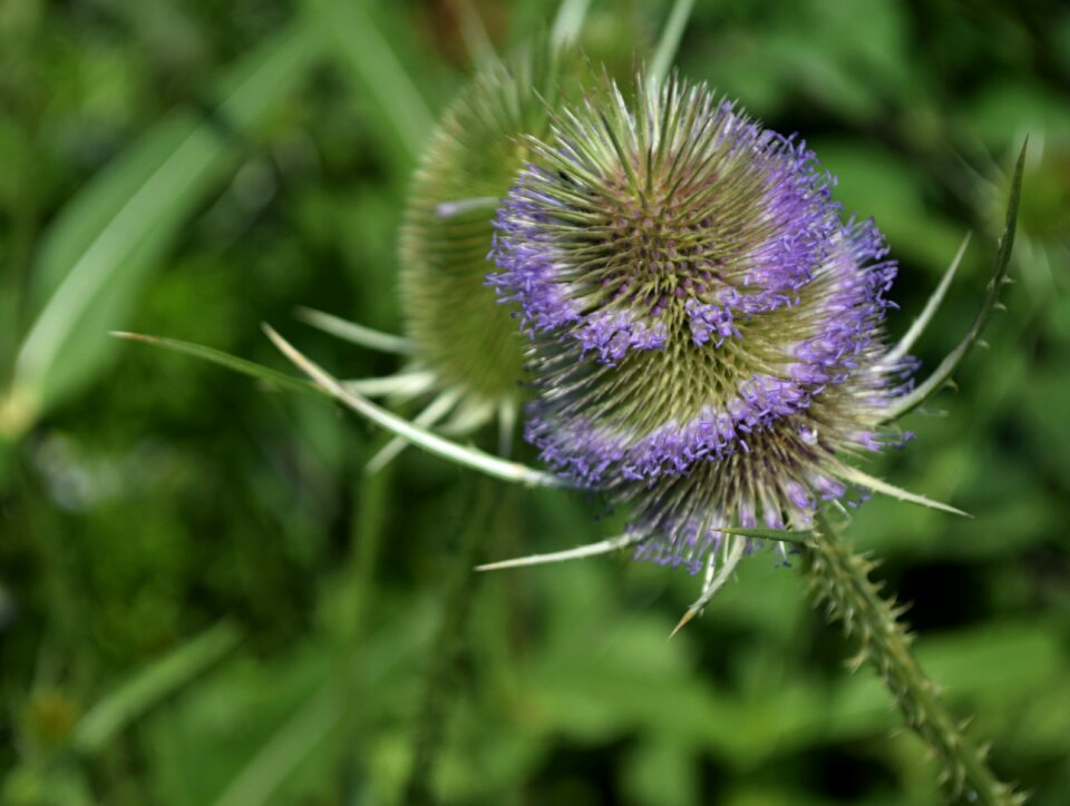 Summer nature pichľavý