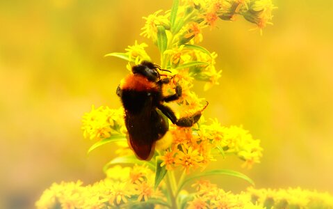 Apiformes animals nature