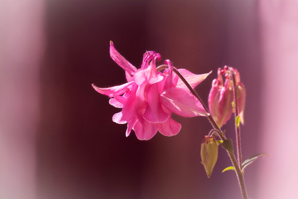 Bloom pink pink columbine