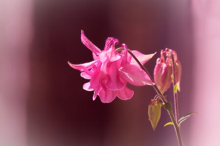 Bloom pink pink columbine photo