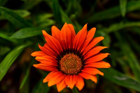 Beautiful flower spring bello
