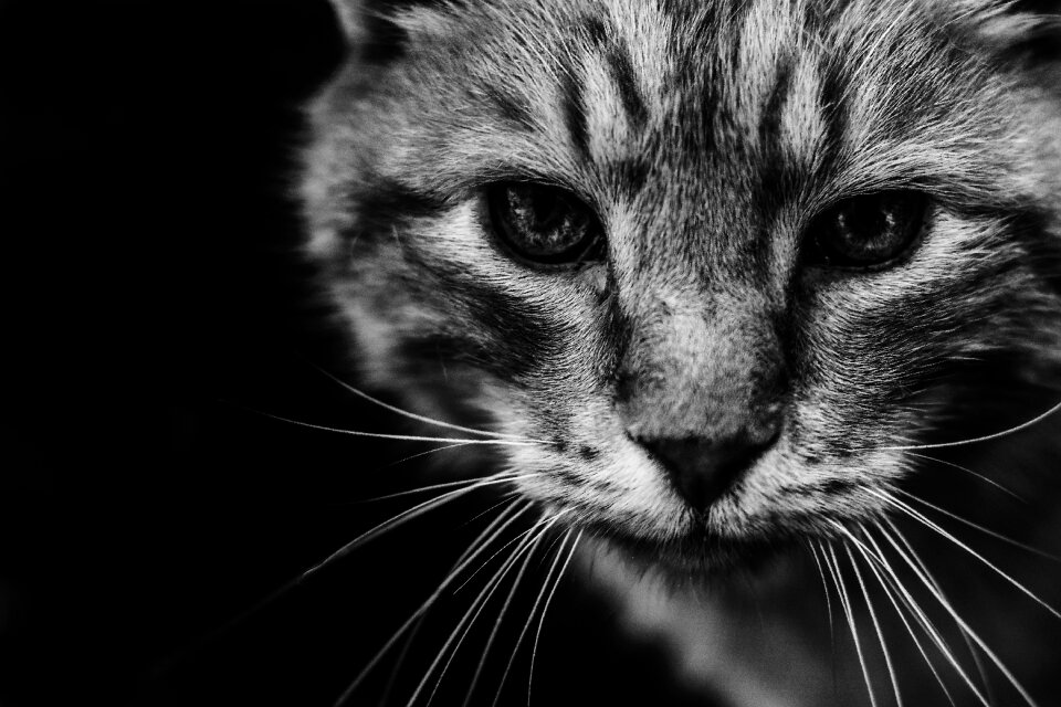 Predator wildcat hunter