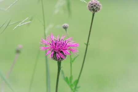 Pink flower pointed flower nature photo