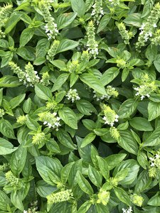 Spice ingredient mediterranean