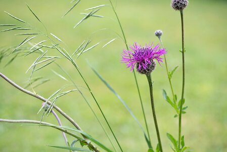 Pink flower pointed flower nature photo