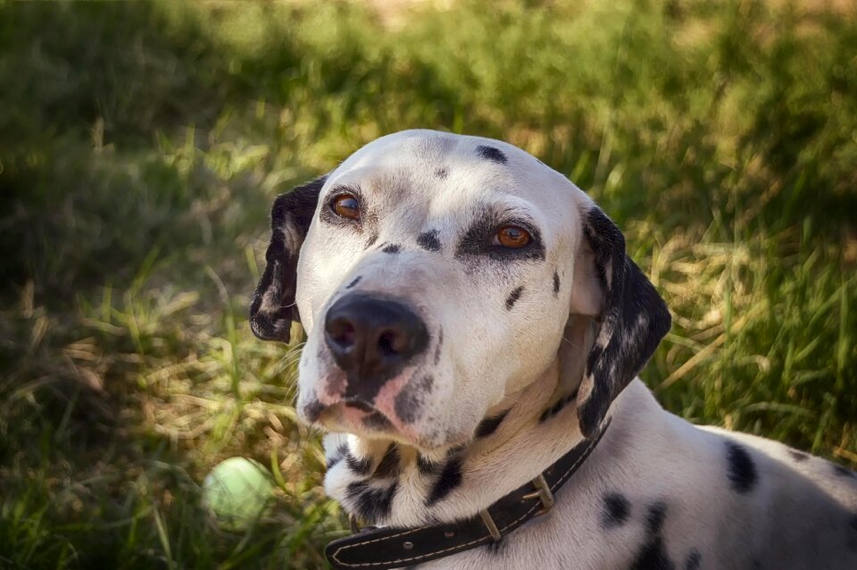 Pets points portrait