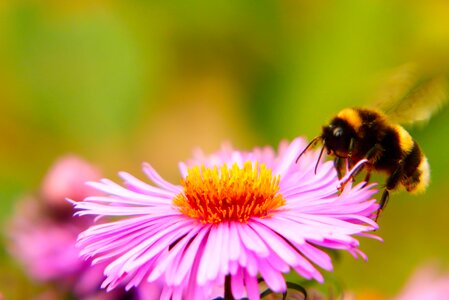 Flower apiformes animals