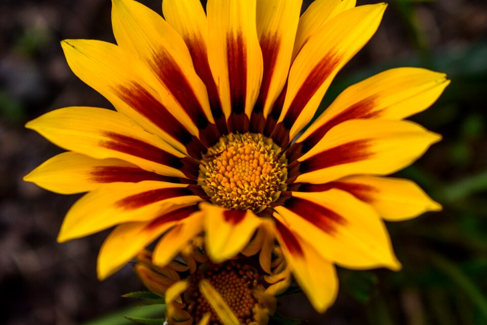 Beautiful flower spring bello