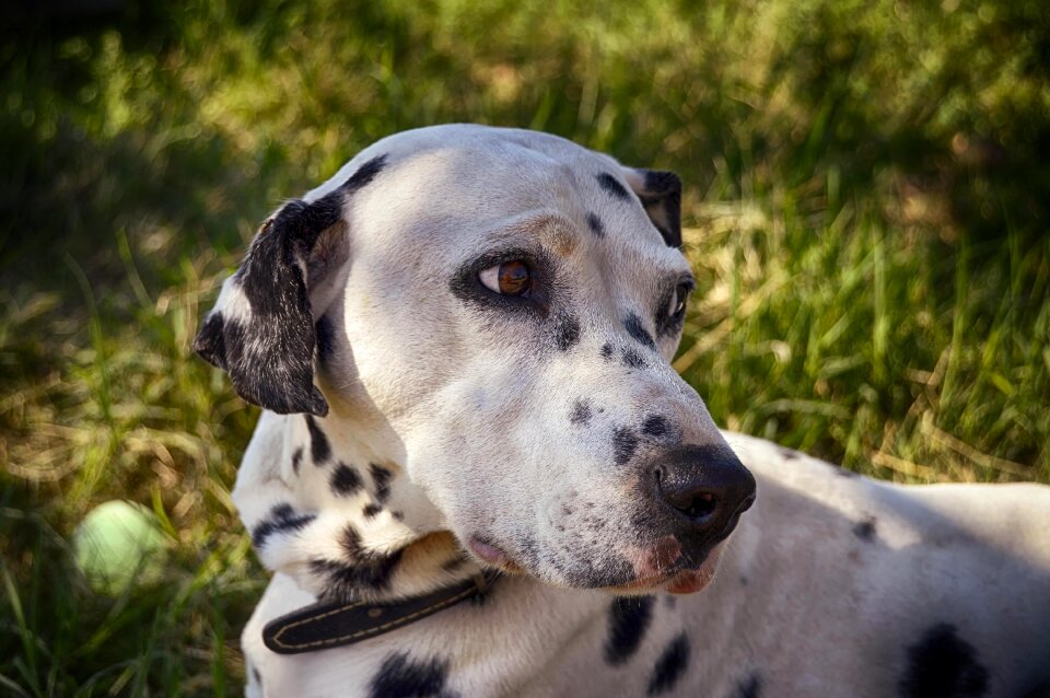 Pets points portrait