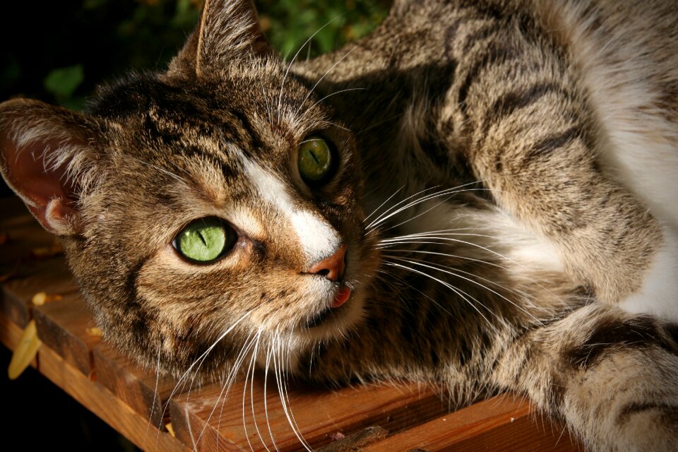 Mackerel cat's eyes cat face