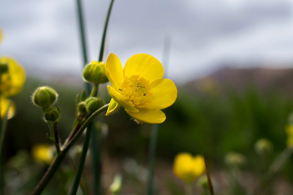 Flower micro buttercup
