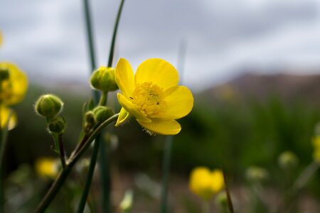 Flower micro buttercup
