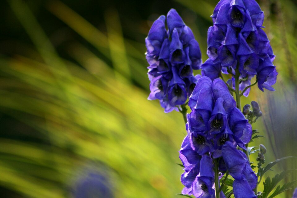 Blue purple flowers photo