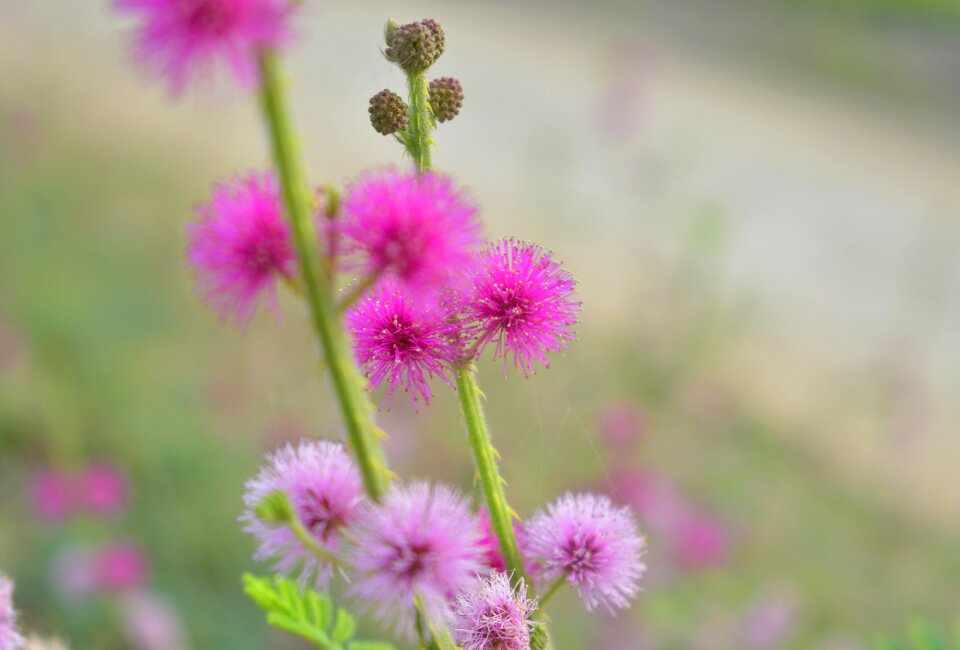 Nature wild flower pink flowers