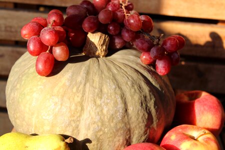 Fruit composition nature