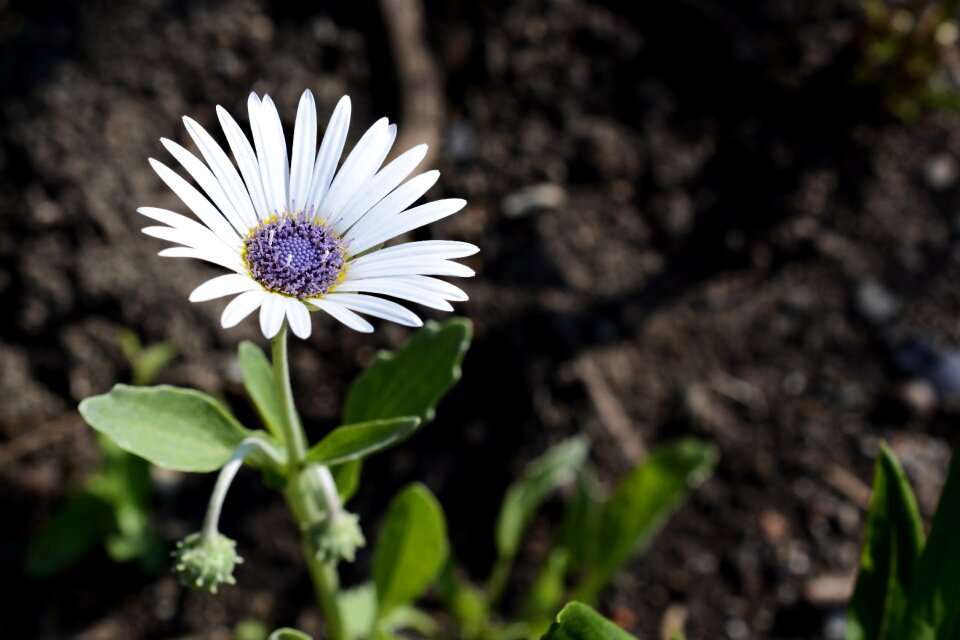 Bloom plant nature