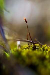 Forest macro bokeh