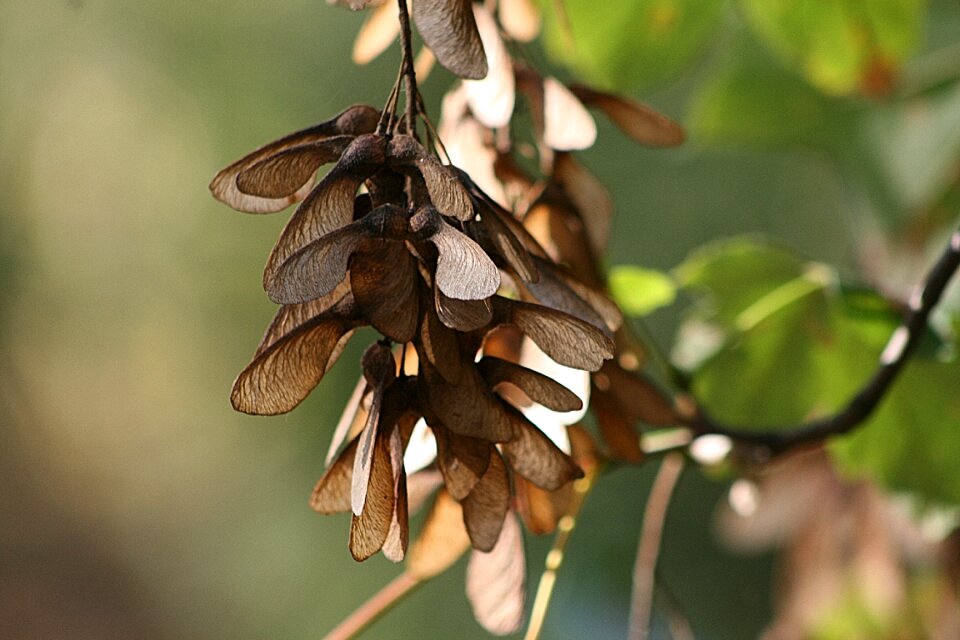 Fluegelfruechte nose maple flying seeds