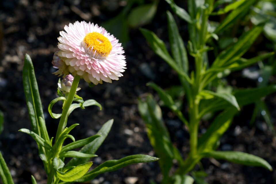 Plant blossom bloom