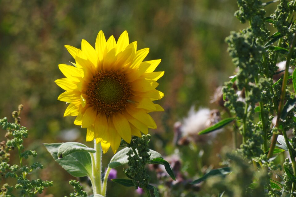 Yellow blossom bloom