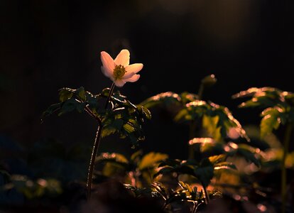 Plant growth colo photo