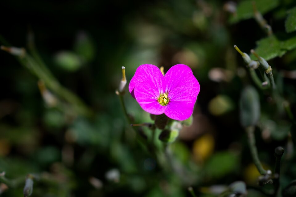 Small flower pink pink blossom