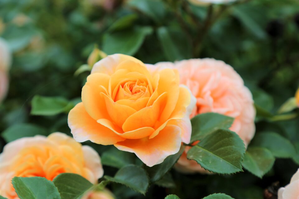 Nature romantic plant