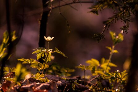 Plant wood environment