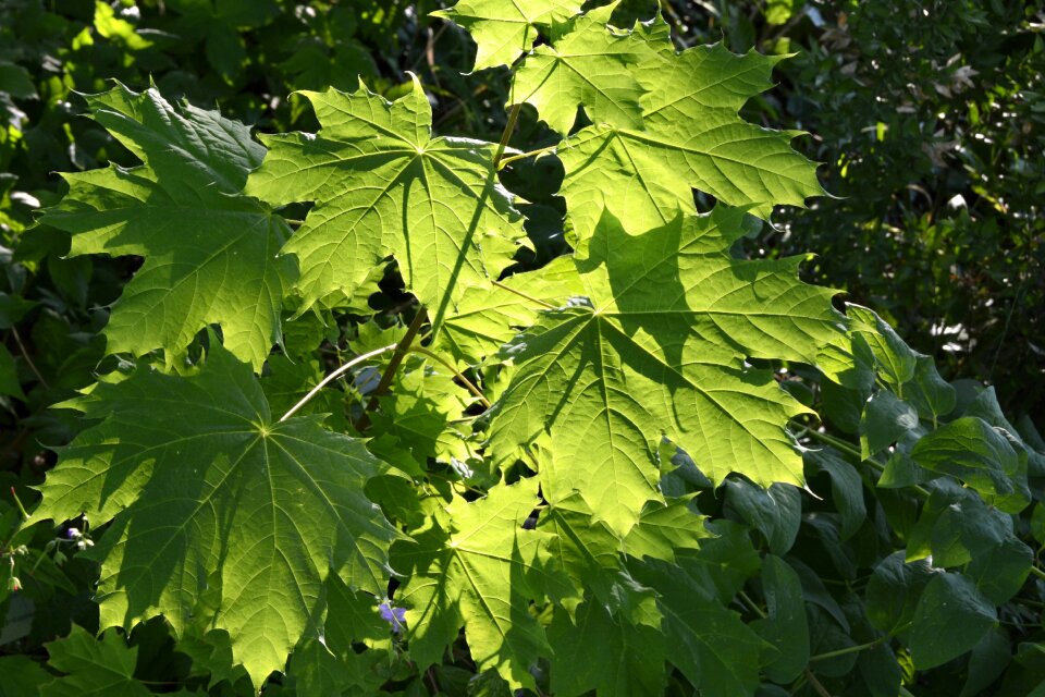Nature green climber plant