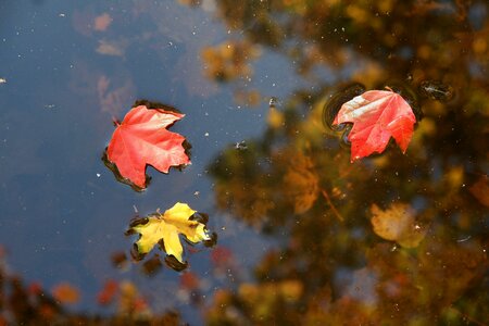 Red yellow fall foliage