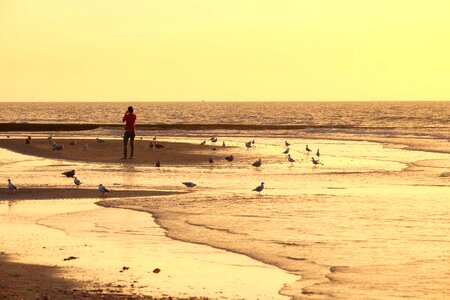 Sunset gulls sky